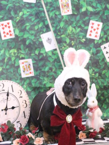 20250427らんちゃん